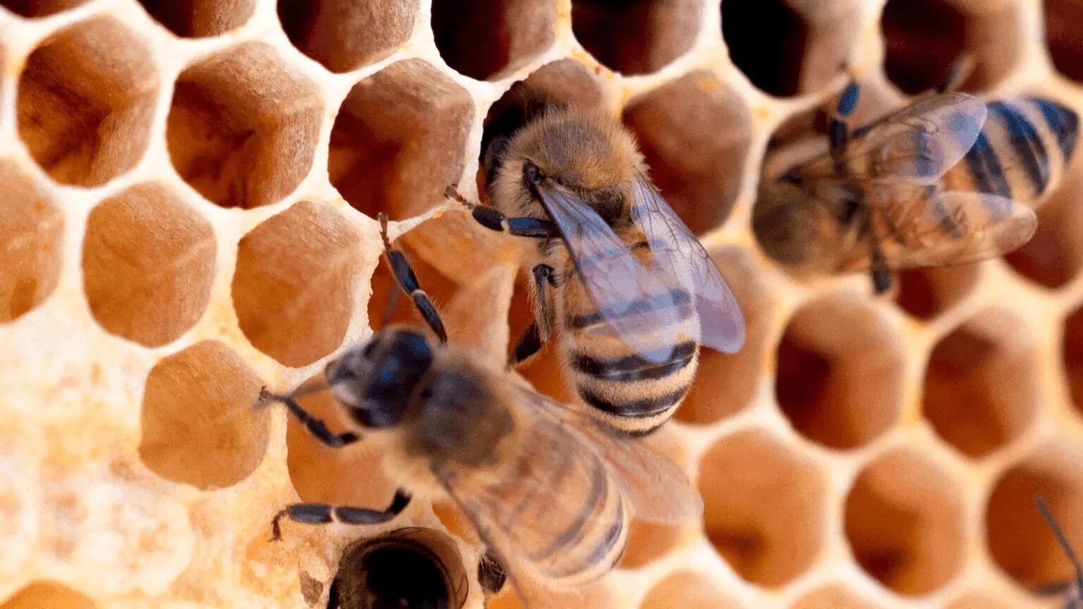 AUGMENTED REALITY: AN INNOVATIVE TOOL FOR ENVIRONMENTAL AWARENESS